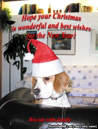 Beagle Erste Weihnachten mit 