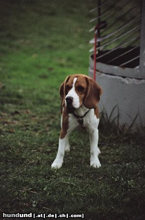 Beagle Hello, these is Mia from Israel with love for all of you.