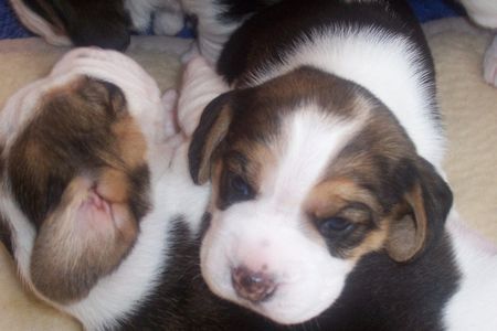 Beagle kuscheln mit meiner Schwester- Anny und Avery