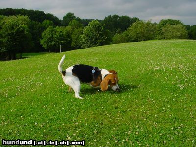 Beagle Snoopy