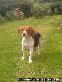 Beagle Ich bin grade Mama geworden