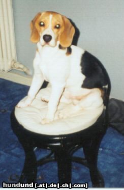 Beagle Was gugst du?