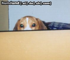 Beagle Doug der Spanner *g*