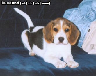 Beagle Doug, 8 Wochen alt