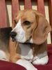 Beagle Hund