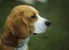 Beagle Hund