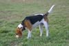 Beagle Hund