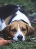 Beagle Hund