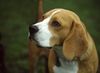 Beagle Hund