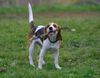 Beagle Hund