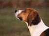 Beagle Hund