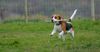 Beagle Hund