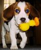 Beagle Hund