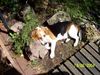 Beagle Hund