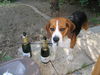 Beagle Hund