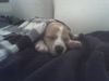 Beagle Hund