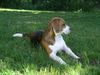 Beagle Hund