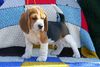 Beagle Hund