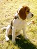 Beagle Hund