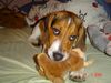 Beagle Hund