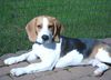 Beagle Hund