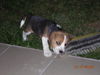 Beagle Hund