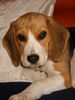 Beagle Hund