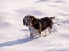 Beagle Hund