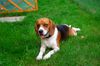 Beagle Hund