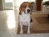 Beagle Hund