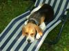 Beagle Hund