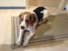 Beagle Hund