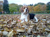 Beagle Hund