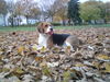 Beagle Hund