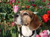 Beagle Hund