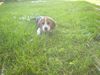 Beagle Hund