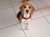 Beagle Hund