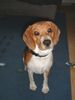 Beagle Hund