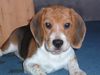 Beagle Hund