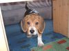 Beagle Hund