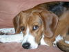 Beagle Hund