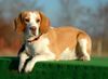 Beagle Hund