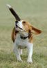 Beagle Hund