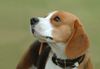 Beagle Hund