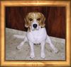 Beagle Hund