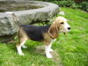 Beagle Hund