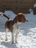 Beagle Hund