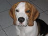 Beagle Hund