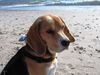 Beagle Hund