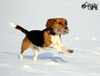 Beagle Hund